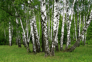 Image showing birch trees