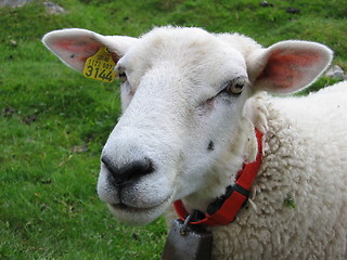 Image showing Sheep's head