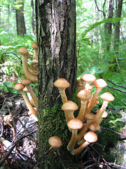 Image showing honey mushrooms growing at tree