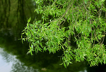 Image showing branch of willow tree 