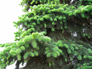 Image showing pine branches with young runaways