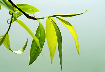 Image showing close up of fresh green foliage