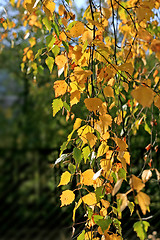 Image showing beautiful autumn leaves of birch tree