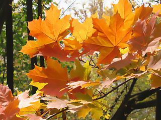 Image showing autumn leaves of maple tree 