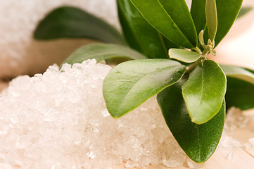 Image showing Sea Salt With Fresh Olive Branch. Spa And Wellness 