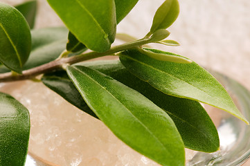 Image showing Sea Salt With Fresh Olive Branch. Spa And Wellness 