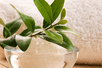 Image showing Sea Salt With Fresh Olive Branch. Spa And Wellness 