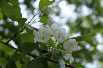 Image showing Apple-tree flowers