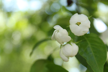 Image showing Apple-tree flowers