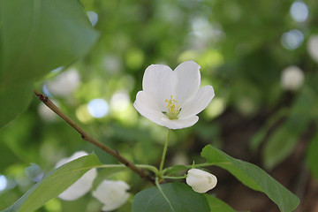 Image showing Apple-tree flowers