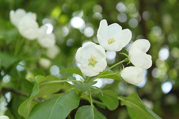 Image showing Apple-tree flowers