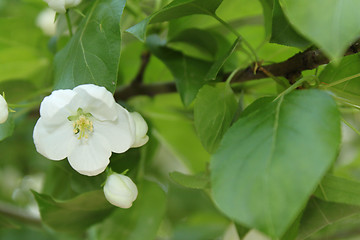 Image showing Apple-tree flowers