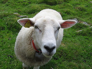 Image showing Courious sheep