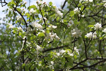 Image showing Apple-tree flowers