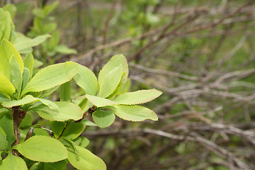 Image showing barberry