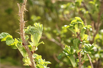 Image showing hawthorn