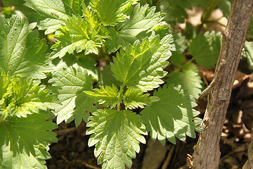 Image showing nettle