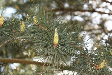 Image showing Young sprout of a pine