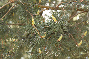 Image showing Young sprout of a pine