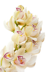 Image showing Orchid flower