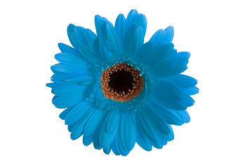 Image showing  Gerbera flower