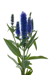 Image showing Veronica flowering spikes