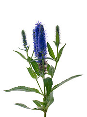 Image showing Veronica flowering spikes