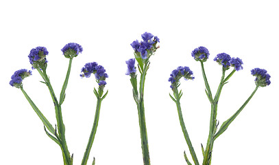 Image showing Statice flowers