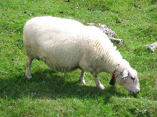 Image showing A sheep eating grass