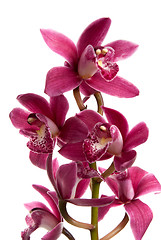 Image showing Pink orchid