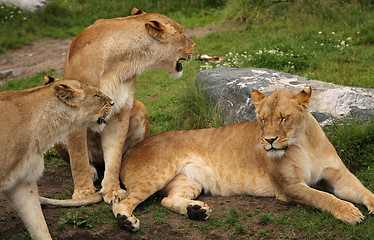 Image showing Lion fammily.