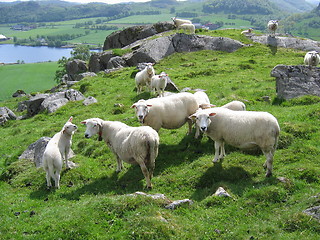 Image showing A bunch of sheeps on a hill