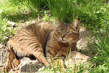 Image showing cat sleeps and spies