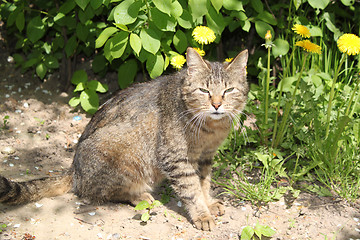 Image showing cat screw up eyes