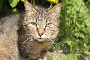 Image showing perplexed cat