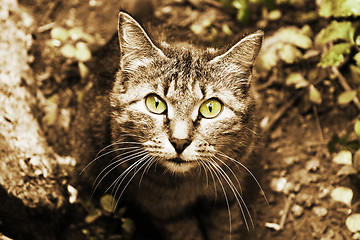 Image showing Wild cat, portrait