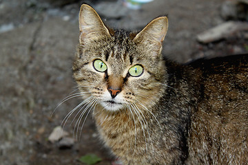 Image showing Wild cat