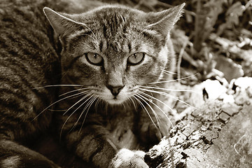 Image showing Wild cat