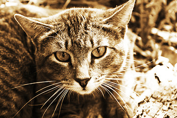 Image showing Wild cat, portrait