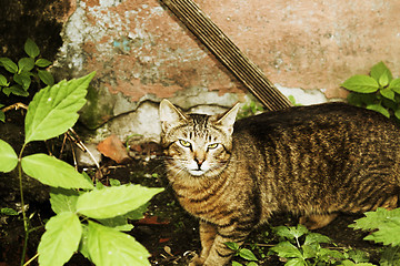 Image showing Wild cat against the peeled off wall