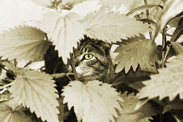 Image showing Wild cat