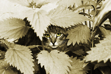 Image showing cat with yellow eyes in foliage