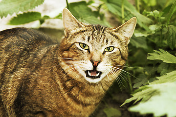 Image showing Malicious wild cat