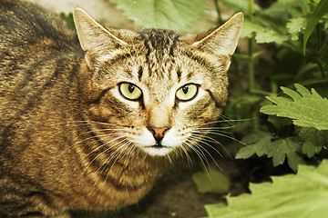 Image showing Wild cat