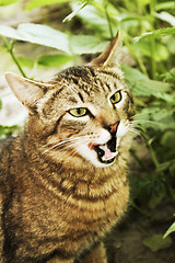 Image showing Wild cat