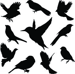 Image showing Set Birds.Vector