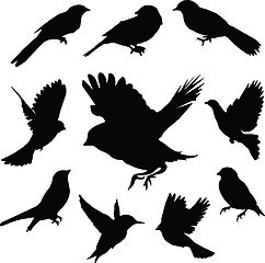 Image showing Set Birds.Vector