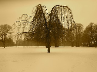 Image showing Winter tree