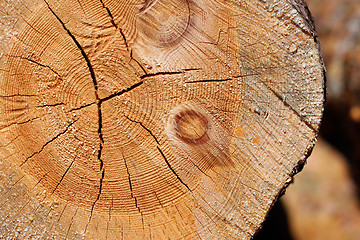 Image showing Wood Surface Cross Section