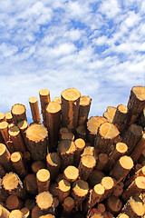 Image showing Wood fuel is eco friendly